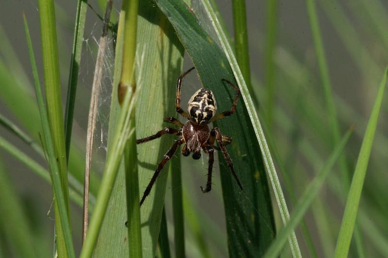 Larinioides_sclopetarius_D5108_Z_88_Canal du Nivernais_Frankrijk.jpg